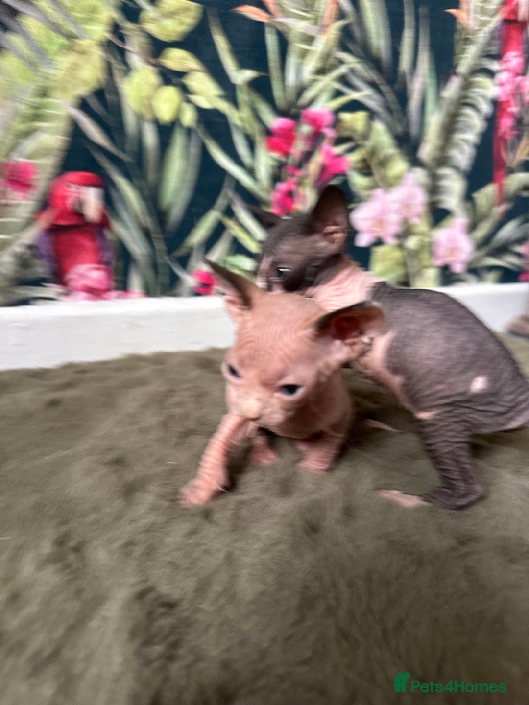 Sphynx cats for sale:  6 Beautiful Sphynx Kittens Ready Soon – 5★ - Image 14