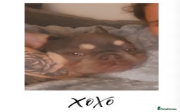 French Bulldog dogs for sale: Beautiful tan and lilac French bull dog  - Image 3