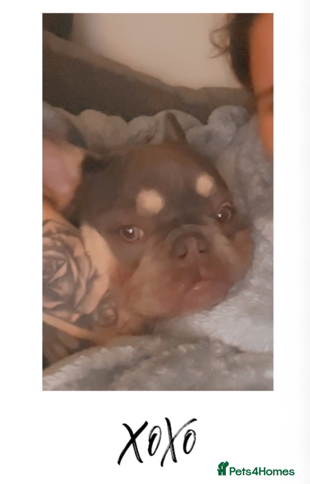 French Bulldog dogs for sale: Beautiful tan and lilac French bull dog  - Image 3