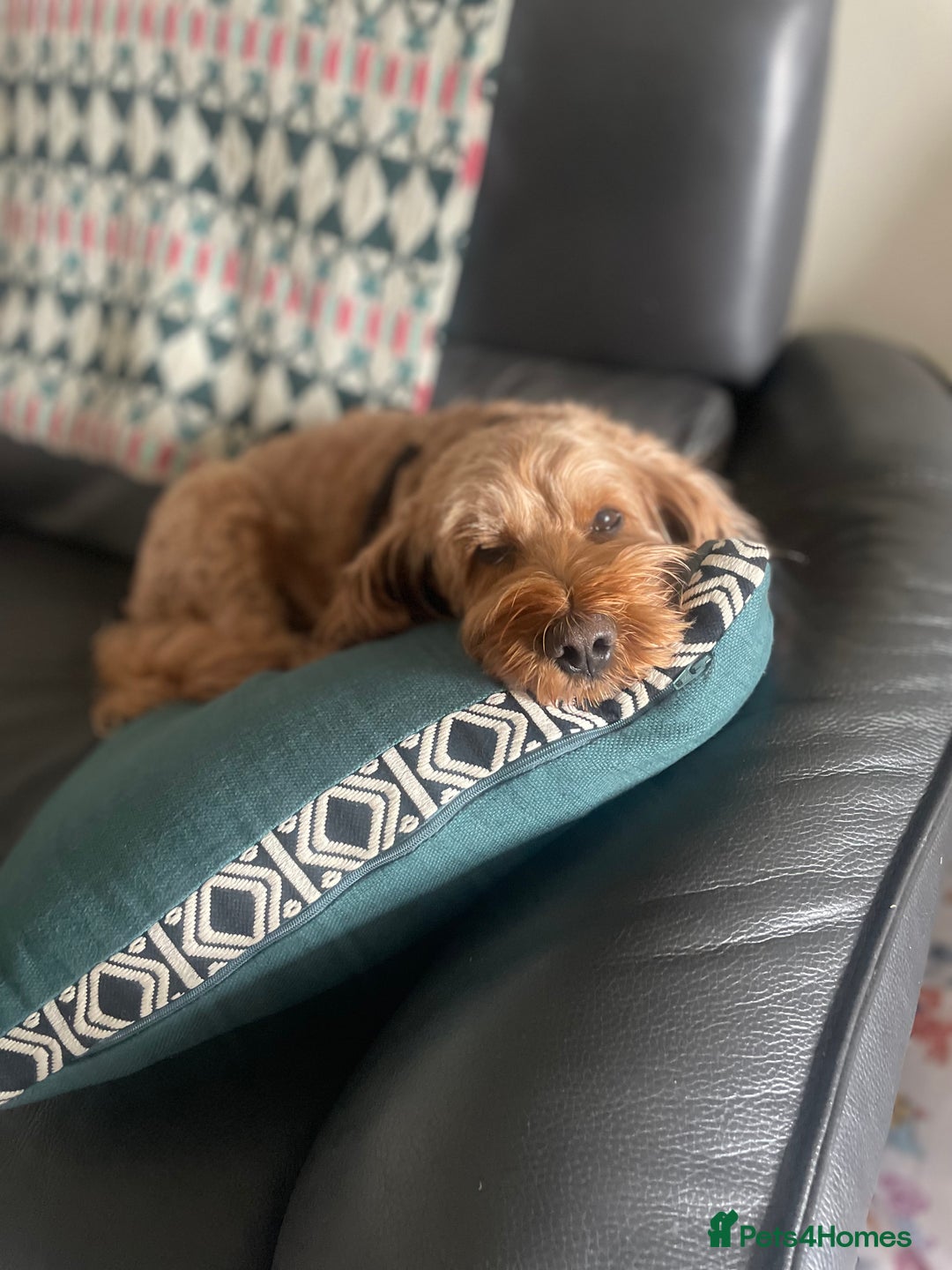 Cockapoo dogs for sale: Red cockapoo  - Image 1