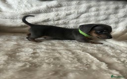 Miniature Dachshund dogs for sale: Miniature Dachshund puppies - Image 3