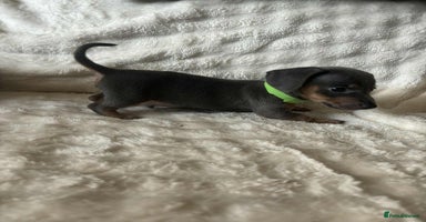Miniature Dachshund dogs - Advert 9