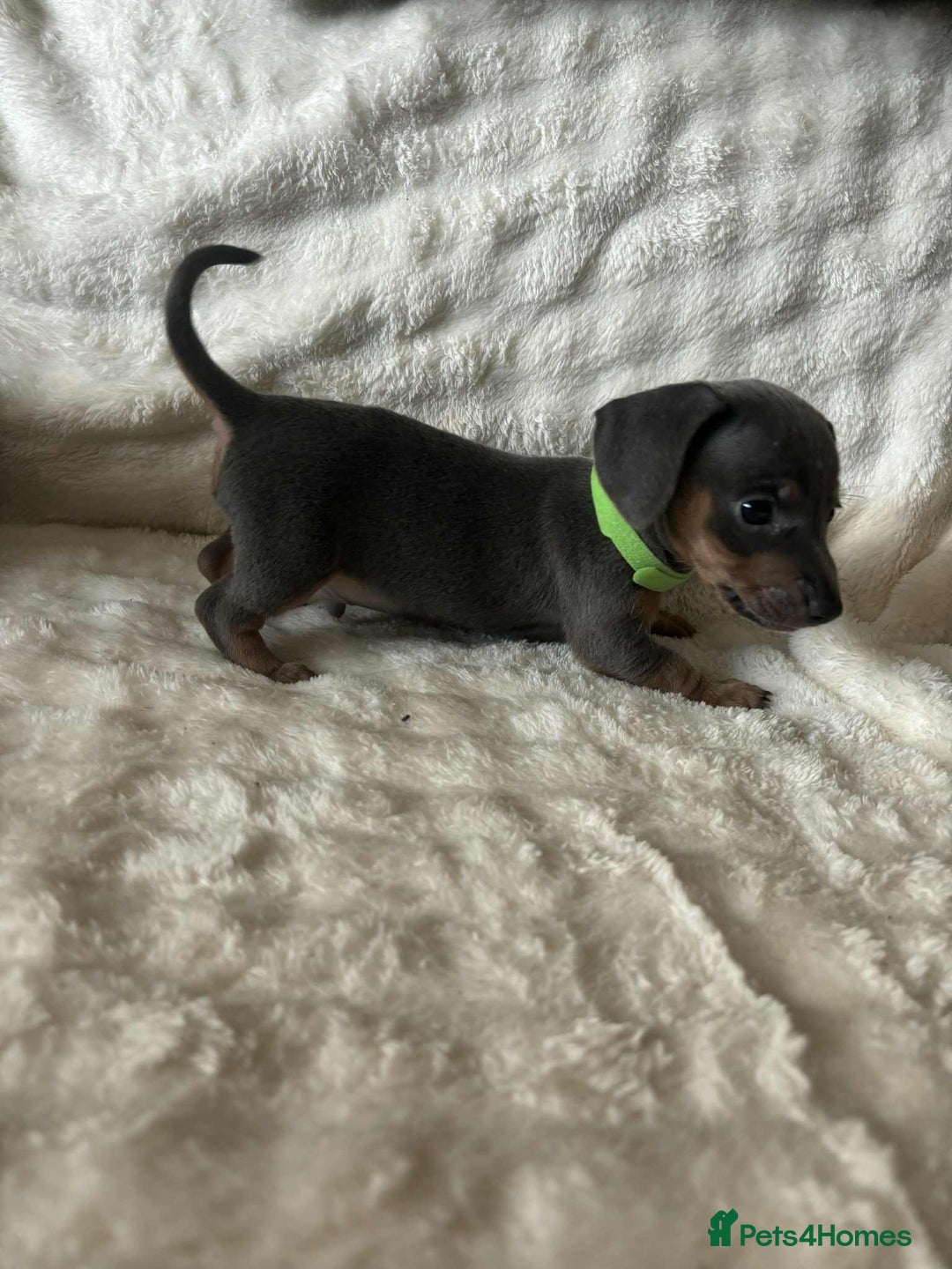 Miniature Dachshund dogs for sale: Miniature Dachshund puppies - Image 3