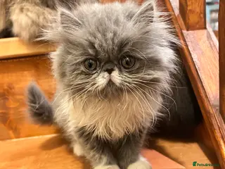 Persian cats Stunning pedigree Persian kittens - Advert 7