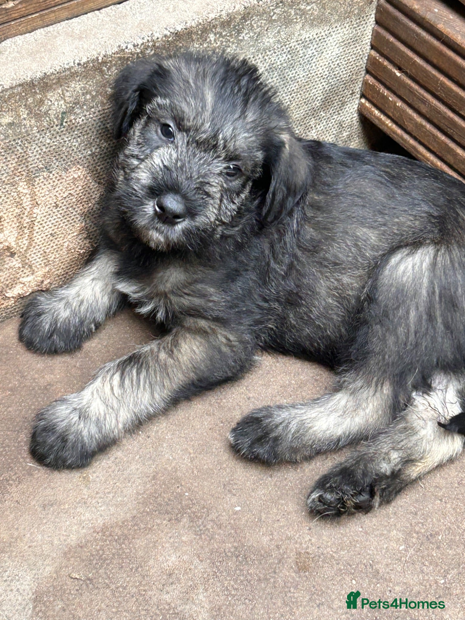 Giant Schnauzer dogs Very Rare pepper & salt giant schnauzer puppies - Advert 4