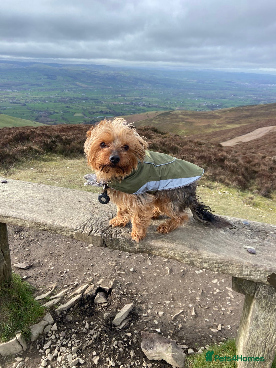 Yorkshire Terrier dogs for stud: Magnificent Yorkie Stud  - Advert 7