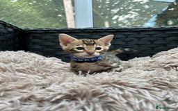 Bengal cats for sale: GORGEOUS PURE BENGAL KITTENS READY TO GO ❤️ - Image 18