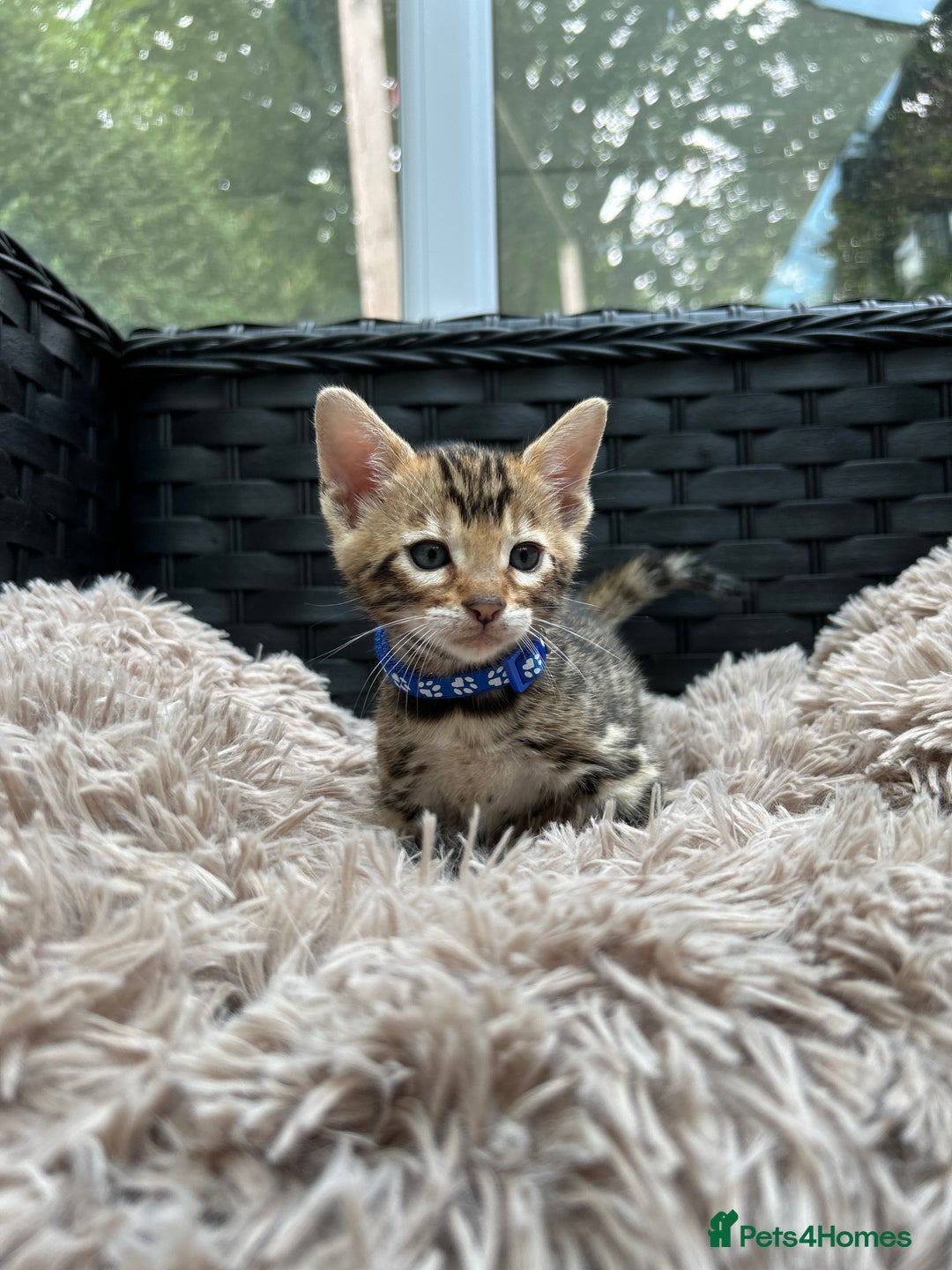 Bengal cats for sale: GORGEOUS PURE BENGAL KITTENS READY TO GO ❤️ - Image 18