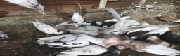Pigeons birds for sale: Roller pigeons  in Hartlepool - Advert 7