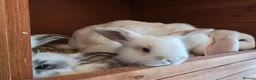Mixed Breed rabbits for sale: Angora x French lop bunnies - Advert 6