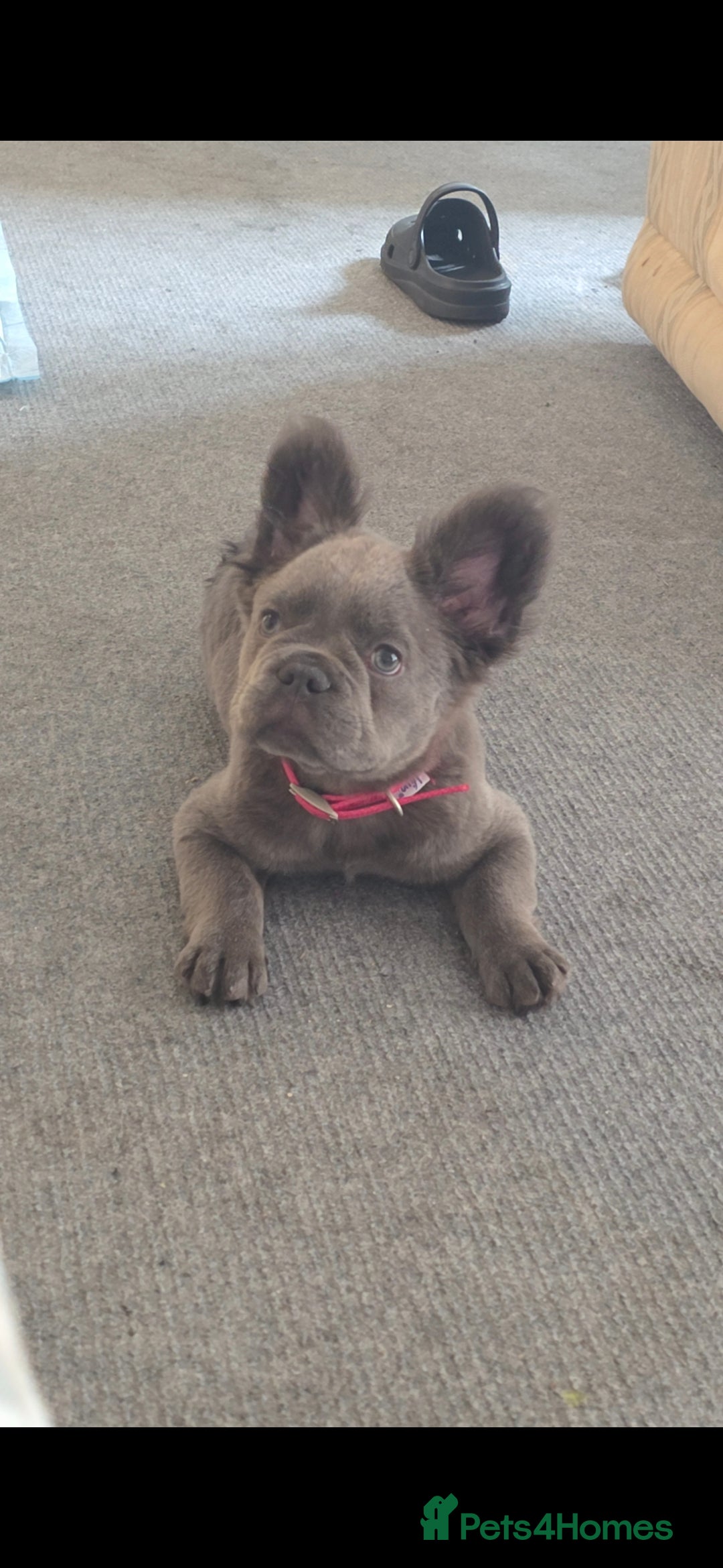 French Bulldog dogs for sale: Beautiful fluffy frenchie girl  - Image 4