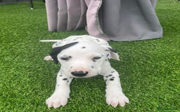 Dalmatian dogs for sale: Stunning litter of 6 Dalmatian puppies  - Image 9
