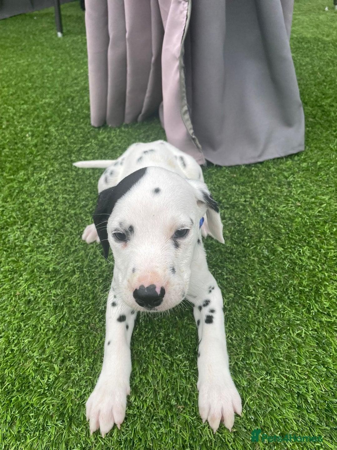 Dalmatian dogs for sale: Stunning litter of 6 Dalmatian puppies  - Image 9