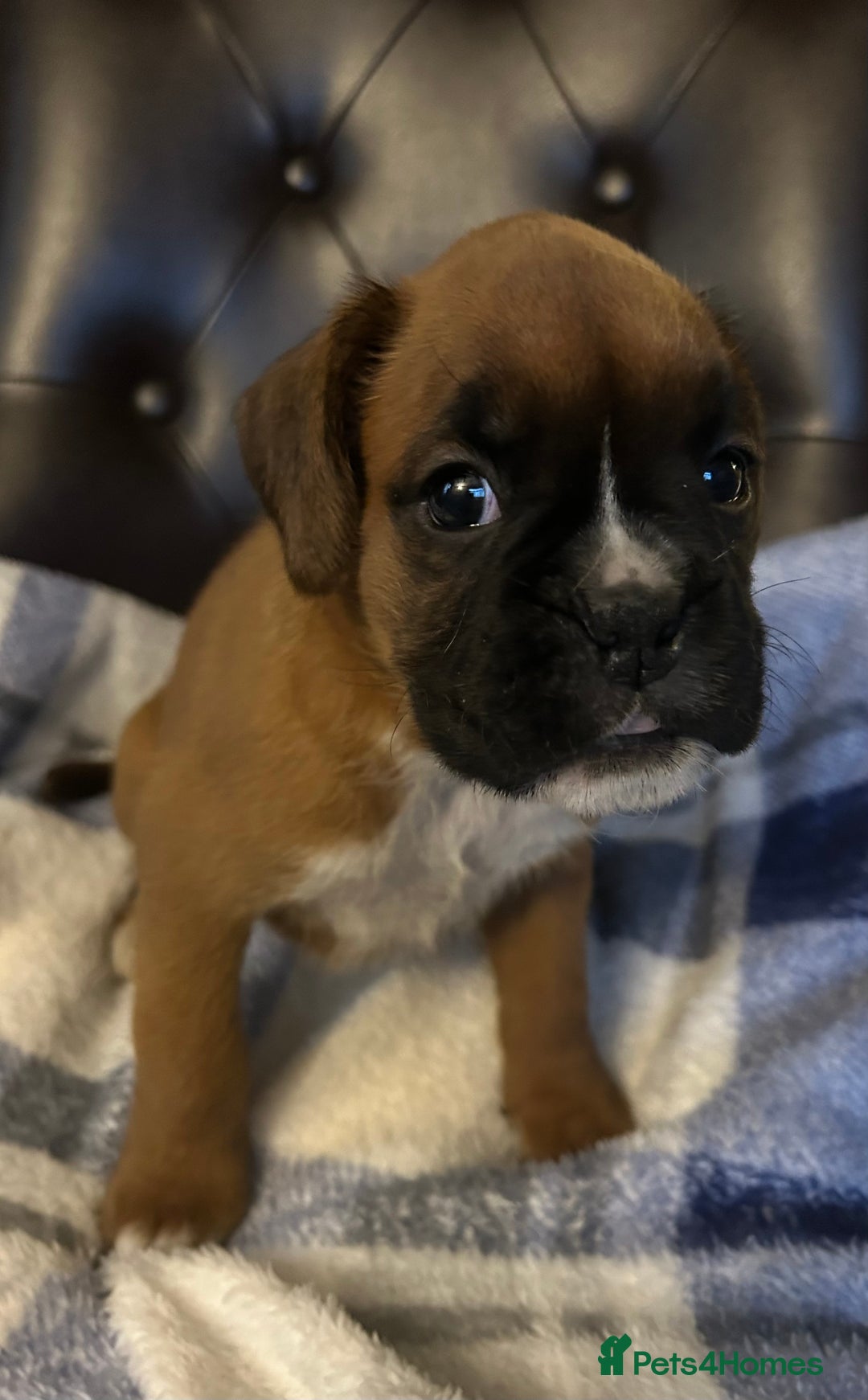 Boxer dogs for sale: 5 STAR LICENSE BREDDER 22 years experience  - Advert 5