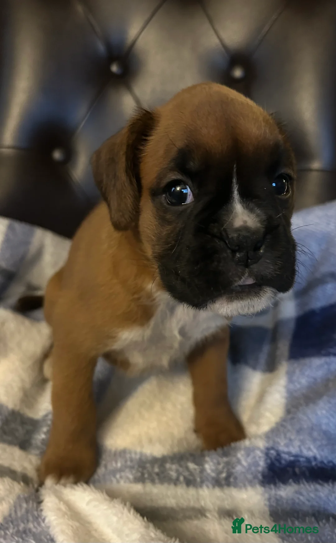 Boxer dogs for sale: 5 STAR LICENSE BREDDER 22 years experience  - Advert 9