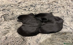 Scottish Terrier dogs for sale: Scottish terriers puppies - Advert 3