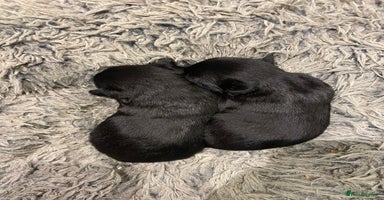 Scottish Terrier dogs Scottish terriers puppies - Advert 7