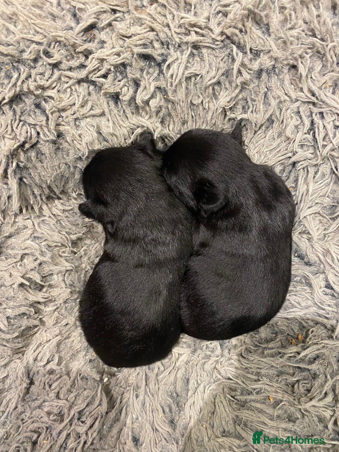 Scottish Terrier dogs for sale: Scottish terriers puppies - Advert 3