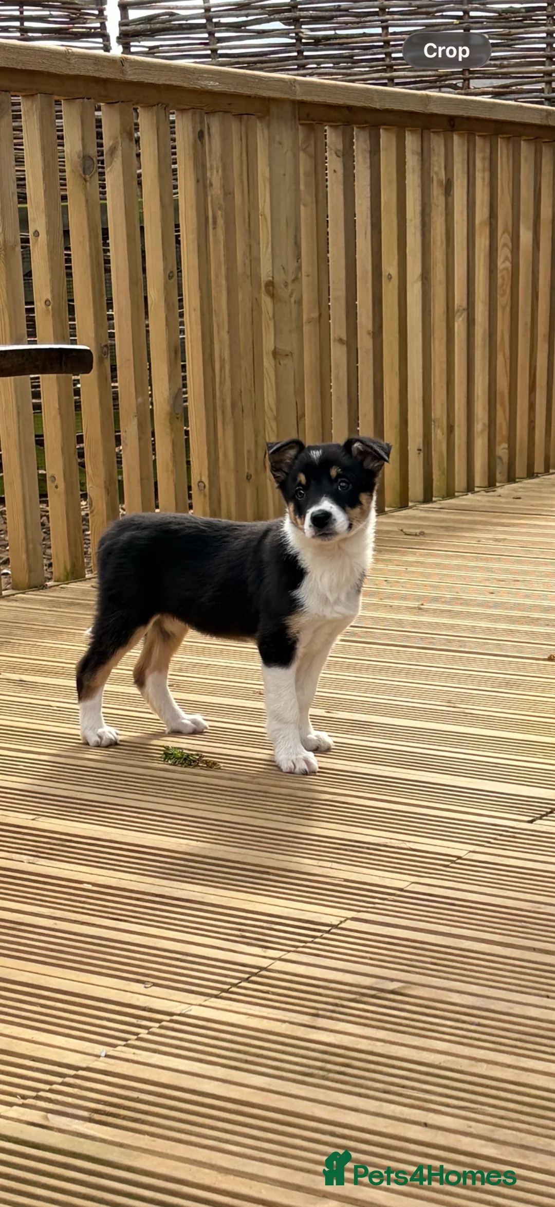 Border Collie dogs for sale: Border collies pups stop and have a look at these - Advert 20