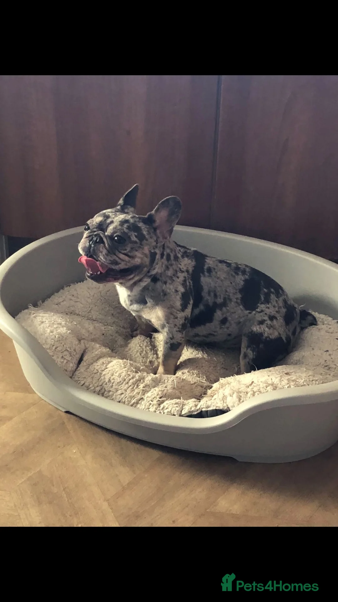 French Bulldog dogs for sale: Merle frenchie  - Advert 1