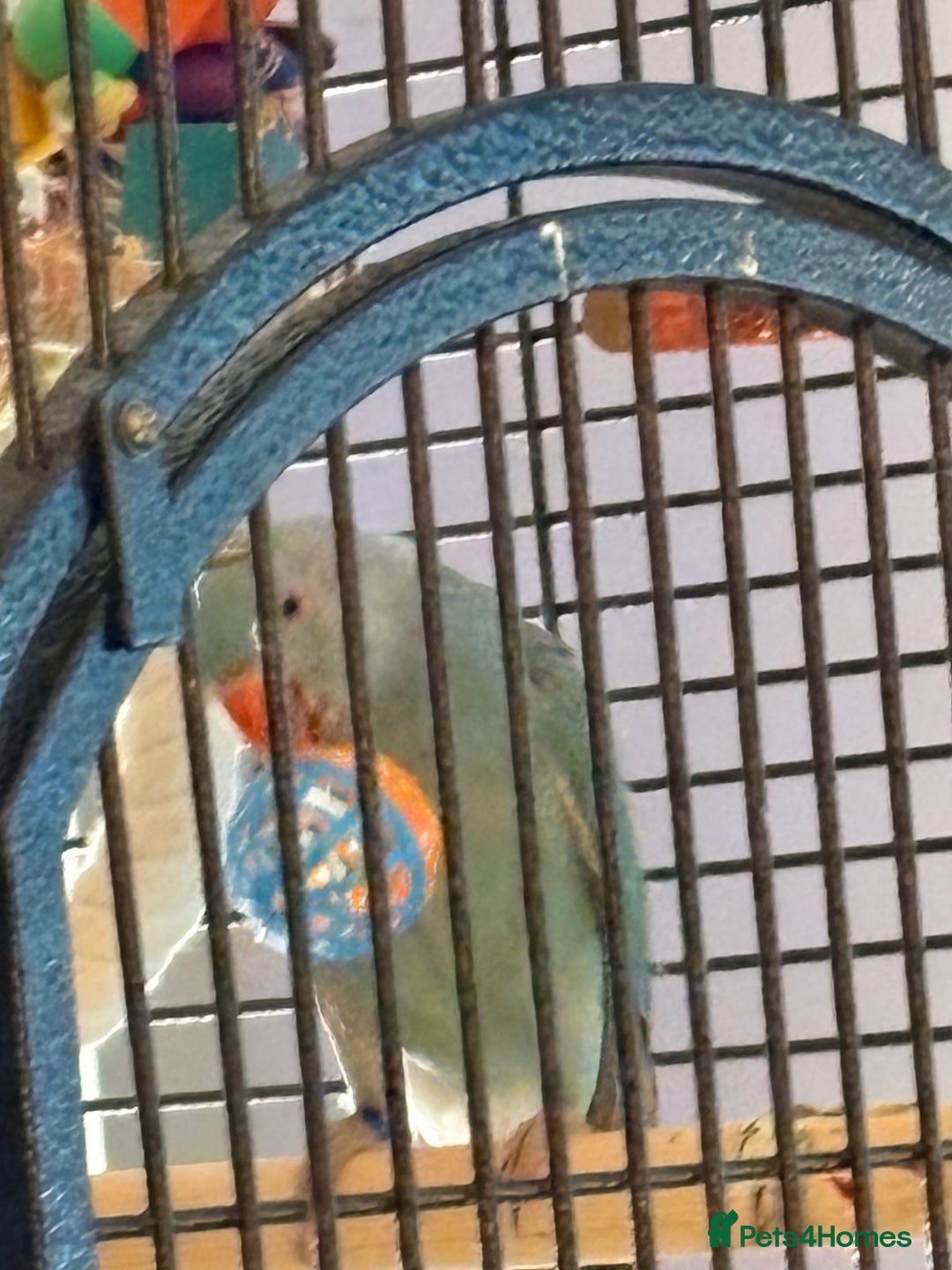 Parakeets birds for sale: Beautiful Blue Ring Neck Parakeet  - Advert 2