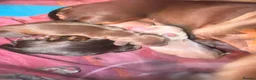 Miniature Dachshund dogs for sale: KC pure Miniature Dachshunds   - Advert 4