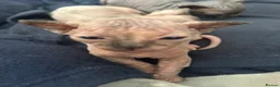 Sphynx cats for sale: Beautiful sphynx babies  - Advert 5