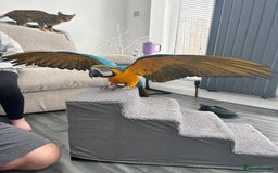 Macaws birds for sale: 6yr old Blue/Gold Wing Macaw  - Image 5