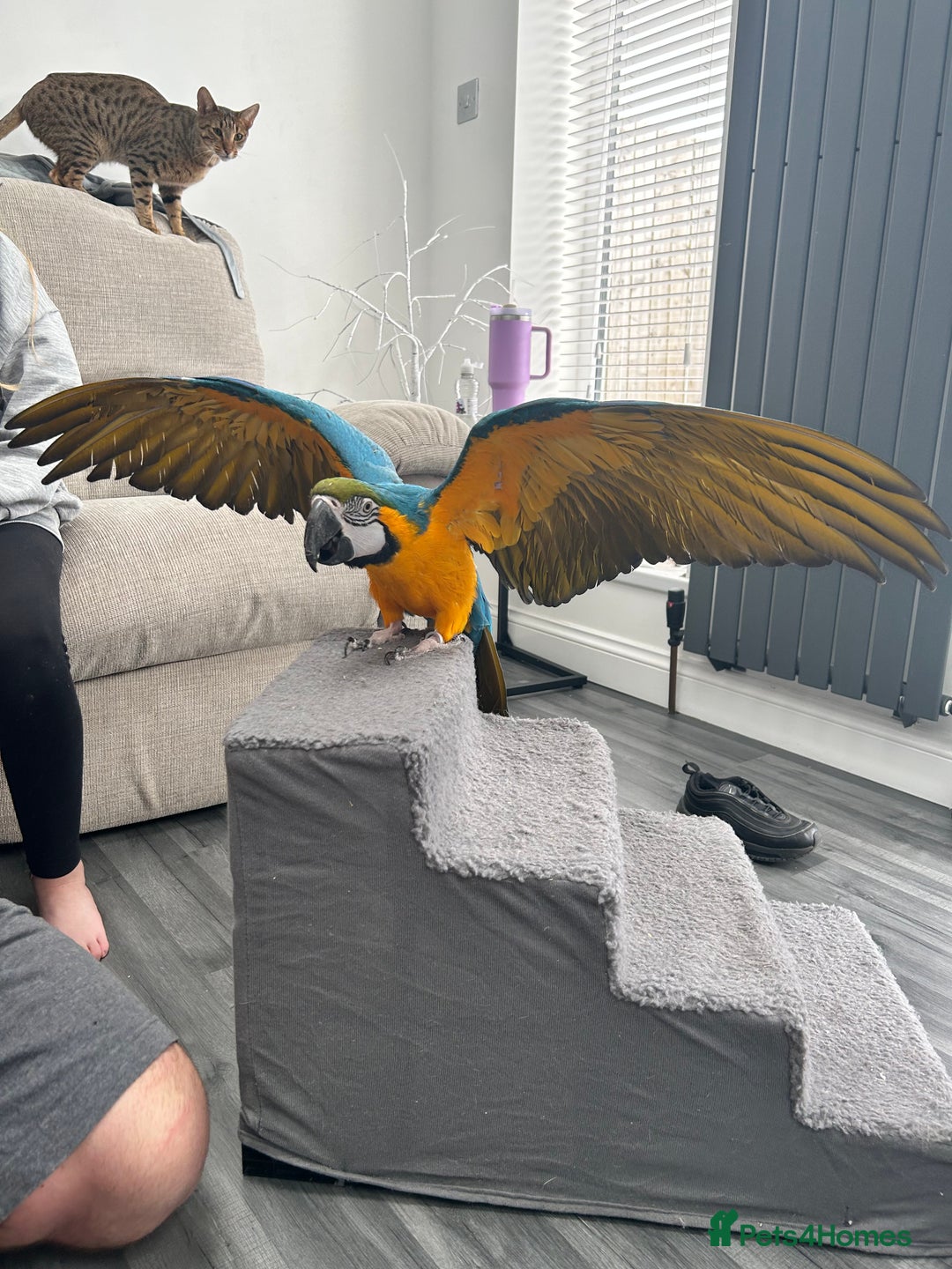 Macaws birds for sale: 6yr old Blue/Gold Wing Macaw  - Image 5