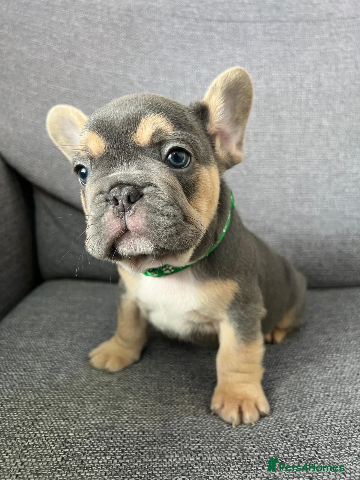 French Bulldog dogs Adorable French Bulldog Ready for New Homes KC reg - Advert 2