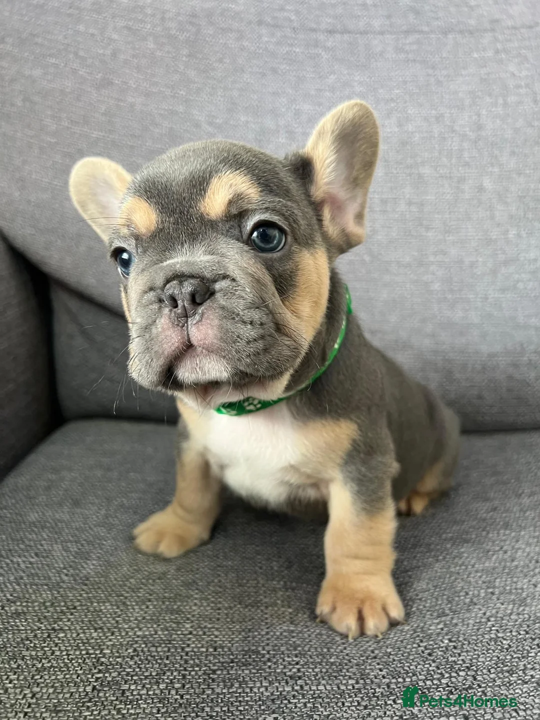 French Bulldog dogs for sale: Adorable French Bulldog Ready for New Homes KC reg - Advert 1