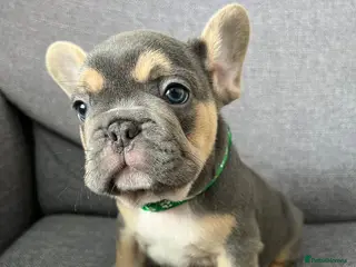 French Bulldog dogs Adorable French Bulldog Ready for New Homes KC reg - Advert 2