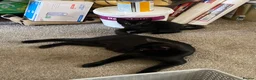 Domestic Shorthair cats for sale: Three kittens for sale  in Heywood - Advert 7