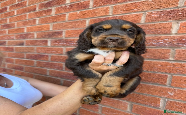Cockapoo dogs - Advert 1