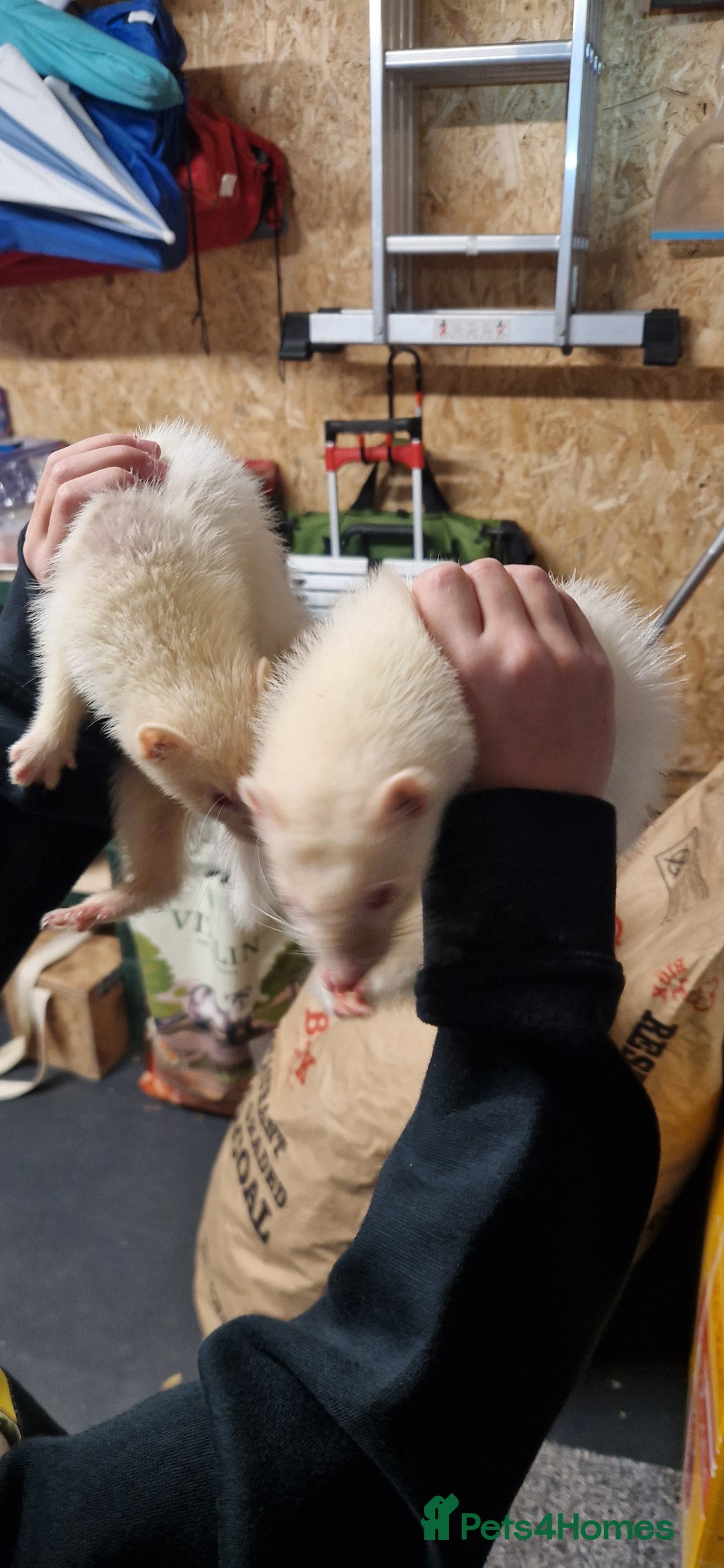 Ferret rodents for sale: Ferrets kits for sale - Image 3