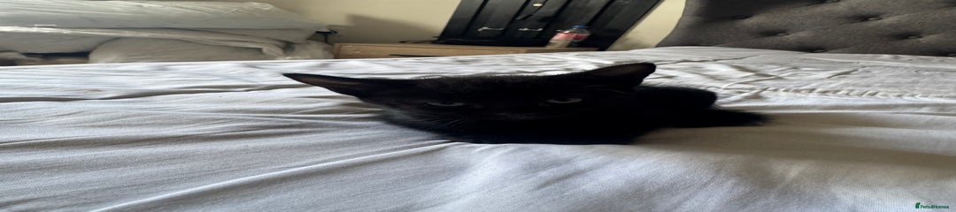 American Shorthair Kitten 1