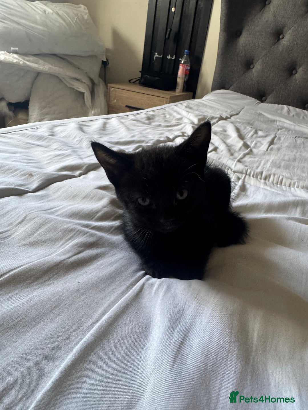 American Shorthair cats for sale: kittens - £30 not £50 but won’t let me enter less! - Image 5