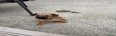 Lakeland Terrier 2 sold