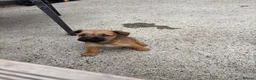 Lakeland Terrier dogs for sale: Lakeland terriers READY NOW - Advert 29