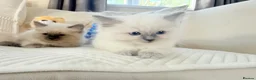Ragdoll cats for sale: Stunning Bluepoint Ragdoll Kittens for sale - Advert 8