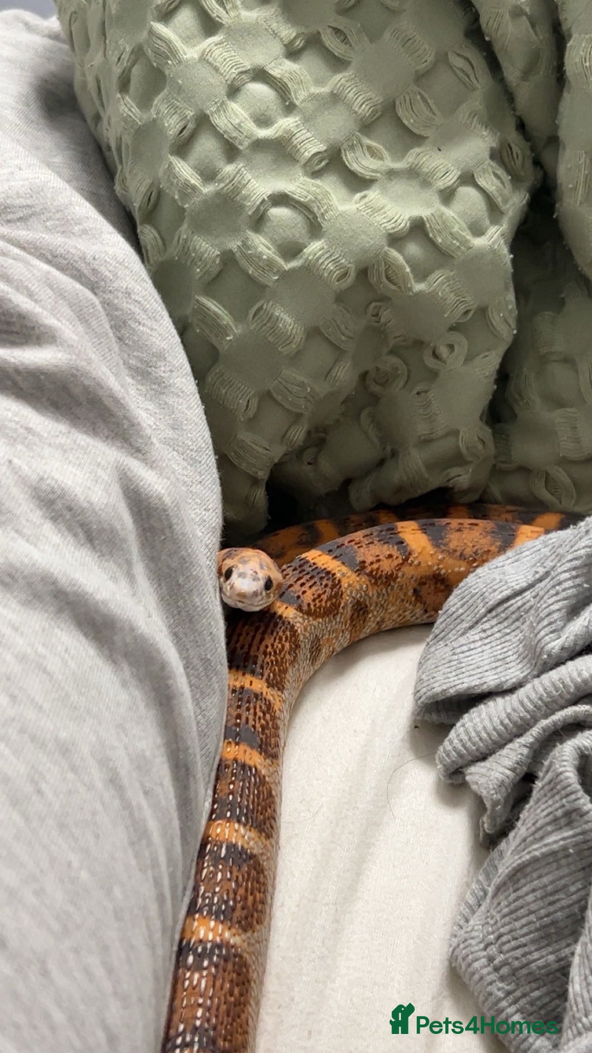Corn Snake reptiles scaleless corn snake - Advert 7