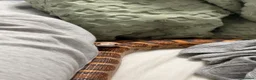 Corn Snake reptiles for sale: scaleless corn snake - Advert 1