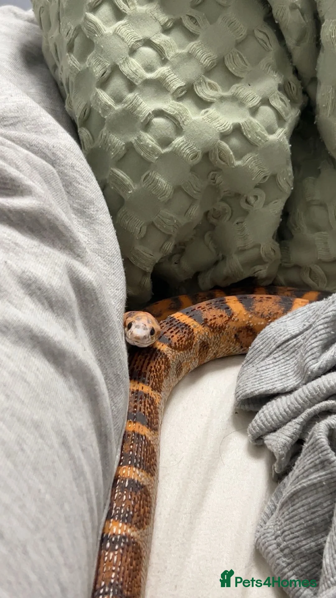 Corn Snake reptiles for sale: scaleless corn snake - Advert 1