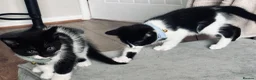 Mixed Breed cats for sale: Beautiful 8week old kittens  - Advert 20