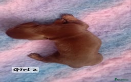 Miniature Dachshund dogs for sale: Miniature Daschund Puppies - Image 3
