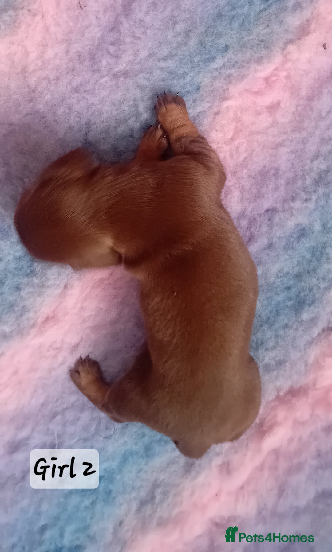 Miniature Dachshund dogs for sale: Miniature Daschund Puppies - Image 3