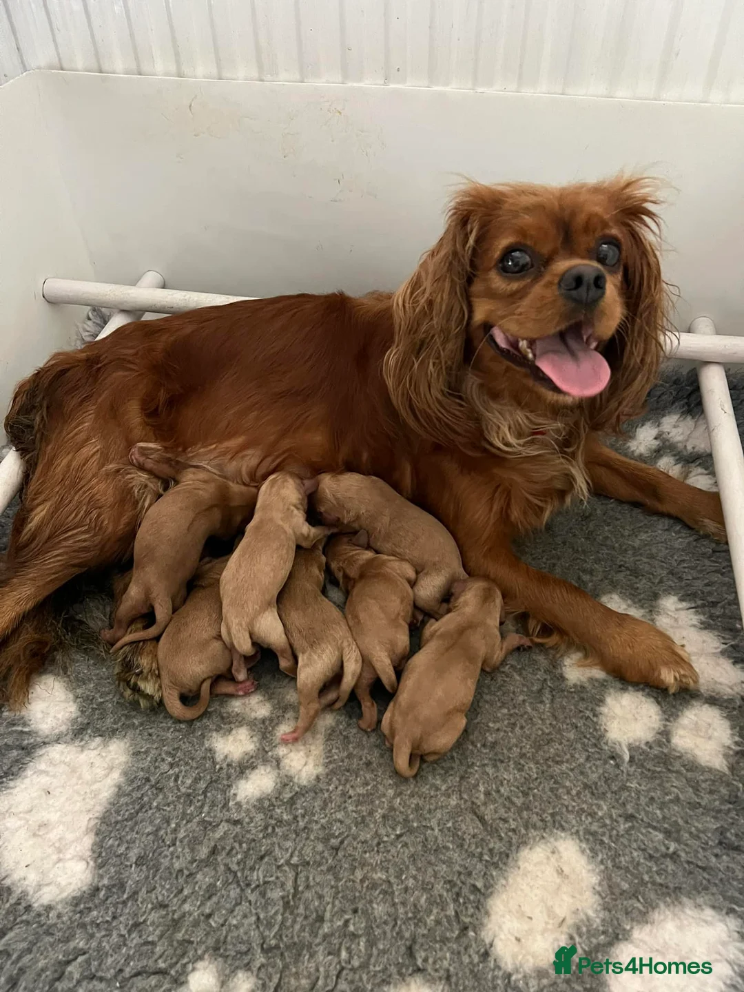 Miniature Poodle dogs for stud: KC Apricot Miniature Poodle STUD in Christchurch - Advert 8