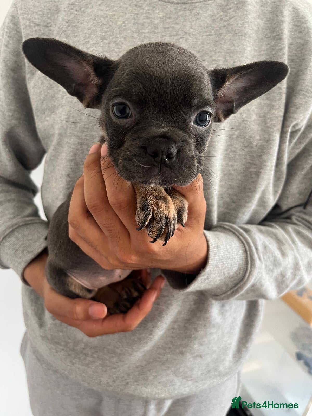 French Bulldog dogs for sale: French bulldogs for sale  - Advert 13