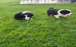 Bearded Collie dogs for sale: Six beautiful Beardie puppies for sale - Image 11