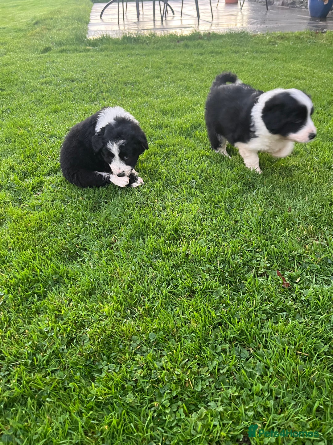 Bearded Collie dogs for sale: Six beautiful Beardie puppies for sale - Image 11